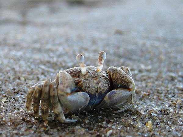 螃蟹爱吃什么
