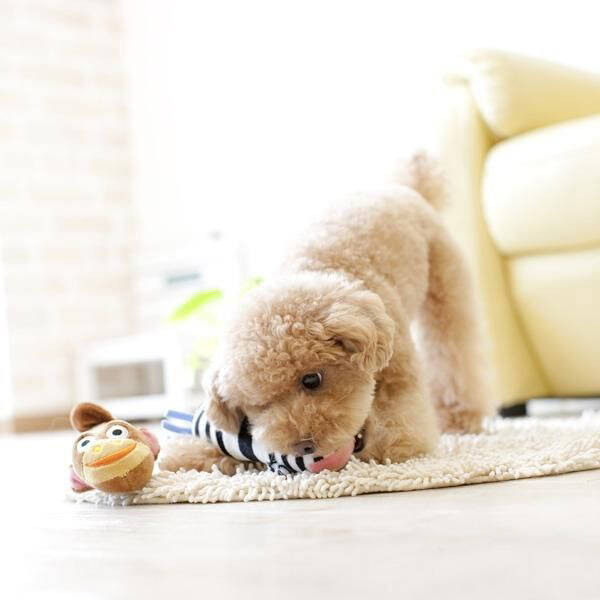 狗狗对声音敏感主人该怎么做,让狗狗改掉乱叫的坏习惯