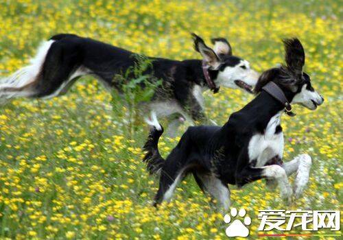 萨路基猎犬喂养与管理 要吃大约二百多克的肉类