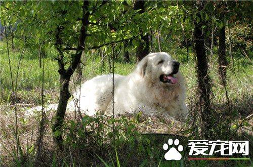 大白熊犬多大 大白熊犬是会有41到57公斤
