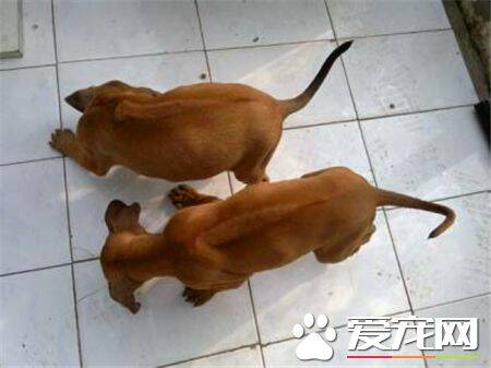 罗得西亚脊背犬战斗力 相对于其它狗狗战斗力差点