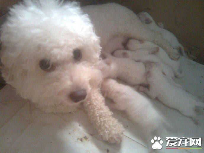 卷毛比熊犬寿命 一般寿命不会超过15岁