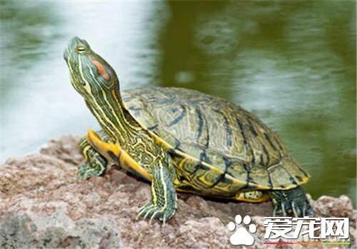 巴西龟的水温 巴西龟最适温度为20到32度