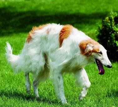 苏俄猎狼犬的形态特征 该犬体格结实