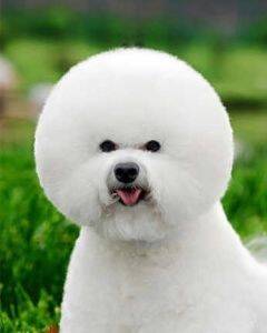 比熊犬的训练方法-  如何训练比熊犬握手