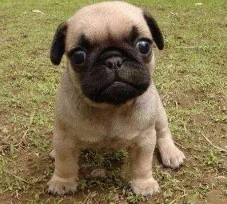 对狗狗来说，岁月可不一定是把杀猪刀