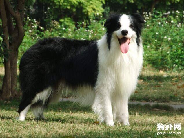 智商排名前30狗狗品种有哪些