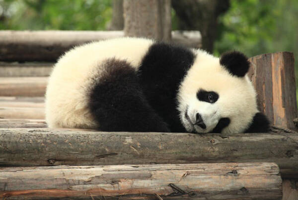 小熊猫幼崽吃什么