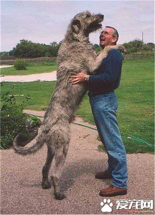 爱尔兰猎狼犬有多大 爱尔兰猎狼犬整体外貌