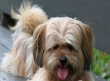 拉萨犬的寿命 寿命最长的拉萨犬可达20年