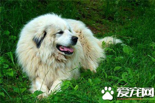 大白熊犬的饲养 一般来说可以适当的多加一餐