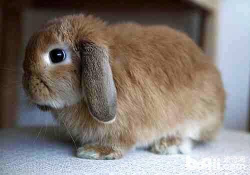 荷兰垂耳兔寿命是多少年？