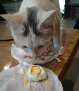 猫咪能吃鸡蛋吗