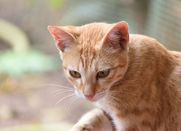 猫咪不能吃什么