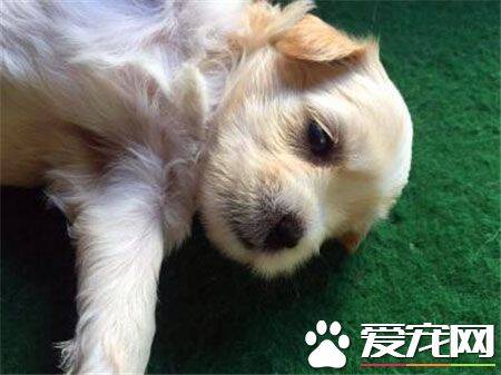 罗福梗幼犬的怎么护理 不需要频繁的洗澡