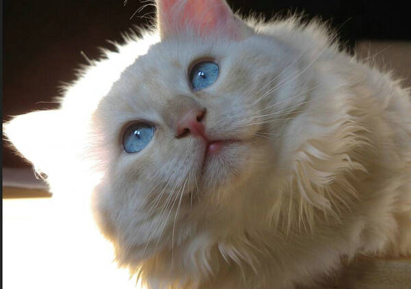 猫三个月吃什么