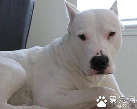 杜高犬性格 对于主人不但谦逊还很友好