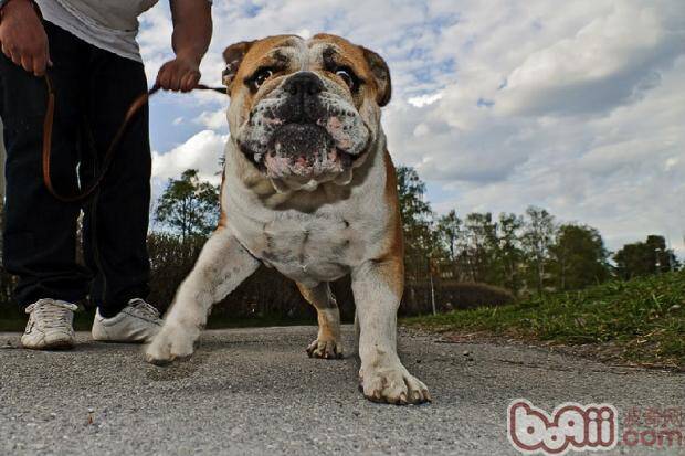 盲目追求纯种，犬类近亲交配的悲剧