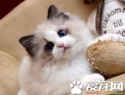 布偶猫面具不对称 布偶猫面具不对称竟然这么不重要