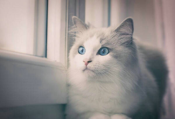 蓝白猫掉毛吗