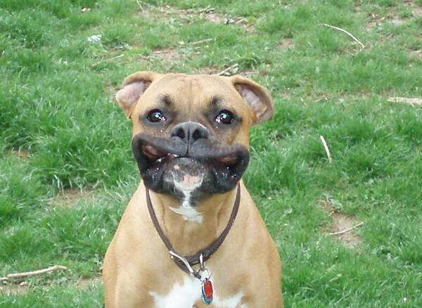 斯塔福犬会咬主人嘛