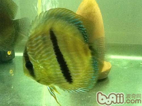 黑格尔野生七彩的品种简介