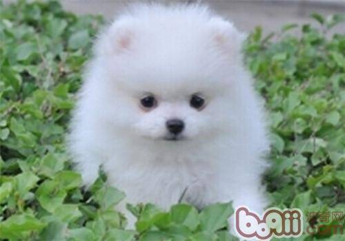 秋天博美易患哪些疾病