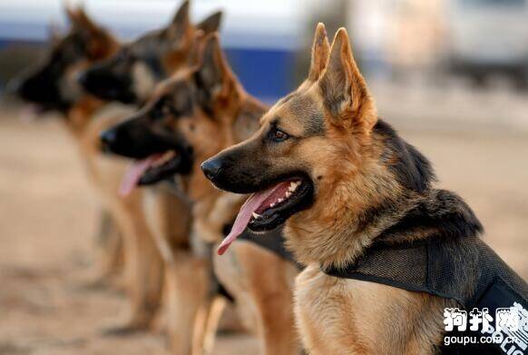 警犬是怎样炼成的,警犬必须接受的十项训练