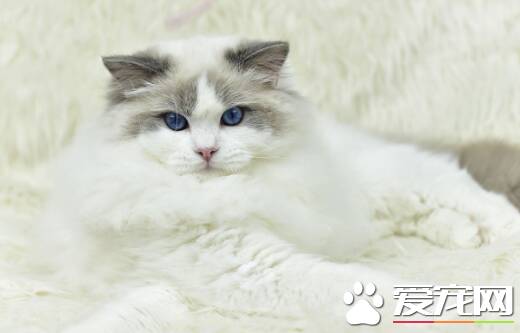 布偶猫毛色定型什么时候  布偶猫毛色定色原来这么久