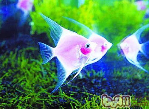 粉红神仙鱼的品种特点