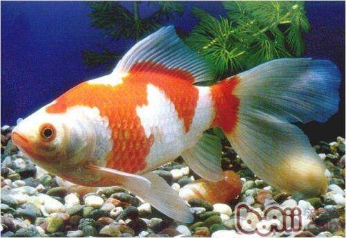红白草金鱼的外形特点