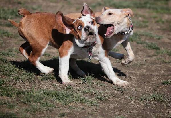 胆小的狗要不要养