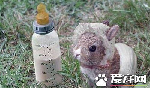 兔子会得狂犬病吗 兔子一般不会传播狂犬病毒