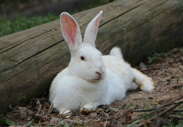 兔子的耳朵有什么作用