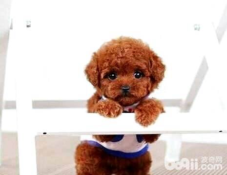 泰迪犬需要绝育吗