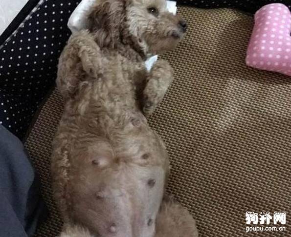 原以为狗狗有肿瘤，没想到是怀孕了，好人有好报