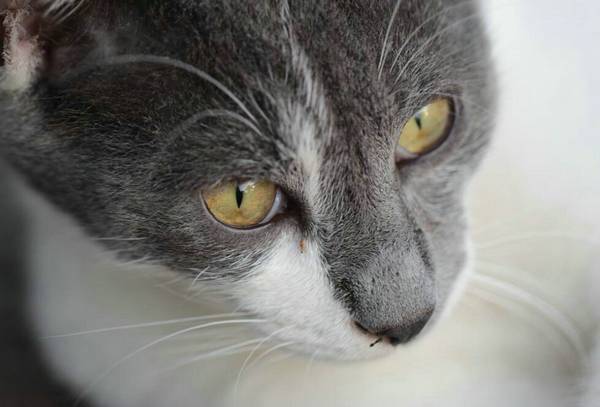银渐层猫怕热吗