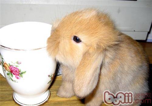 给宠物兔饲喂蔬菜技术