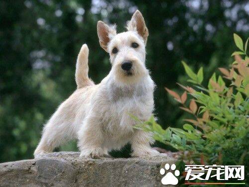 苏格兰梗喜叫程度 苏格兰梗不会乱吠