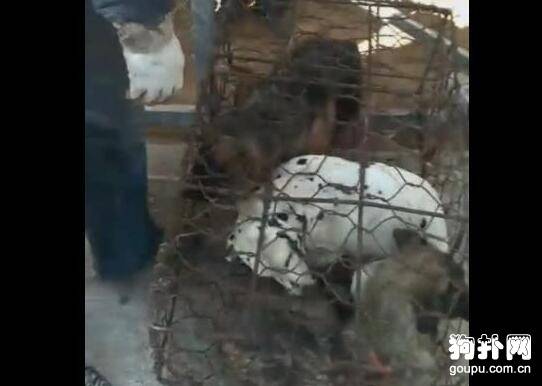 这么多狗狗被运往狗肉馆，看到它们绝望的表情，好想哭