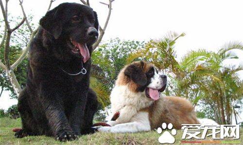 圣伯纳犬的种类 圣伯纳犬有两个种类