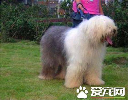 古代英国牧羊犬的寿命 平均寿命在10到12年之间