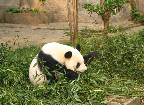 大熊猫不怕人