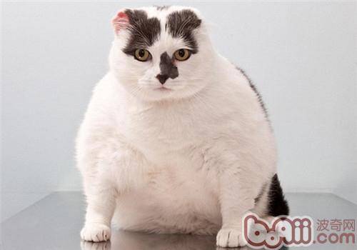 猫咪肥胖会出现哪些危害