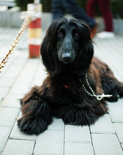 阿富汗猎犬特点 宠物中的各种排名