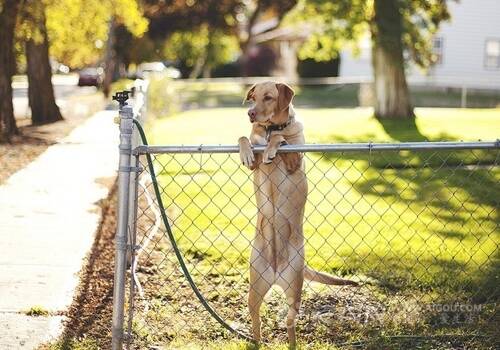 训练狗狗和善对待客人,训练狗狗进笼有技巧