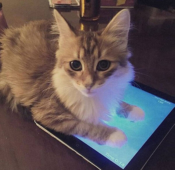 适合猫咪玩的触屏游戏