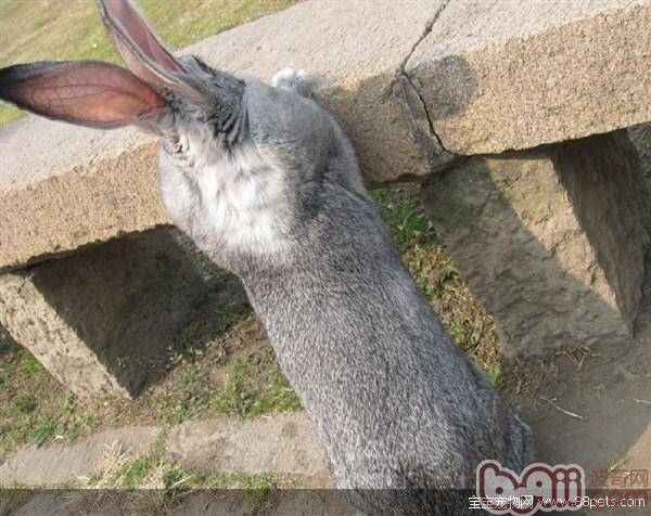 金吉拉兔的兔笼选择