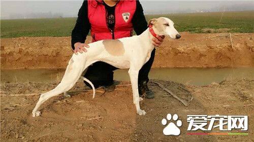 惠比特幼犬喂什么狗粮 惠比特幼犬饲养方法