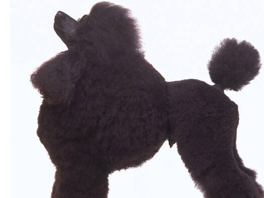 如何训练泰迪犬随行,训练泰迪错误的方法